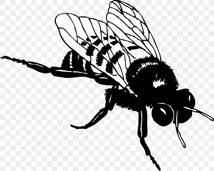European Dark Bee Honey Bee Black And White Clip Art, PNG, 2500x2004px, Bee, Arthropod, Artwork, Beehive, Black And White Download Free