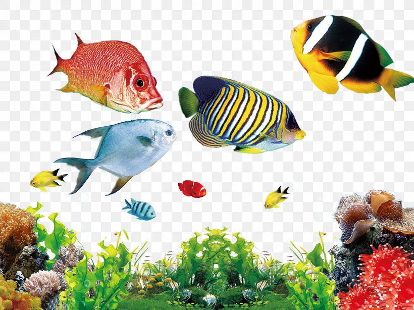 Freshwater Aquarium Marine Angelfishes Siphon, PNG, 1575x1181px, Aquarium, Adaptation, Aquarium Decor, Bonyfish, Butterflyfish Download Free