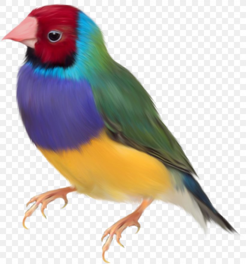 Gouldian Finch Bird Clip Art, PNG, 1145x1230px, Gouldian Finch, Animal, Beak, Bird, Color Download Free
