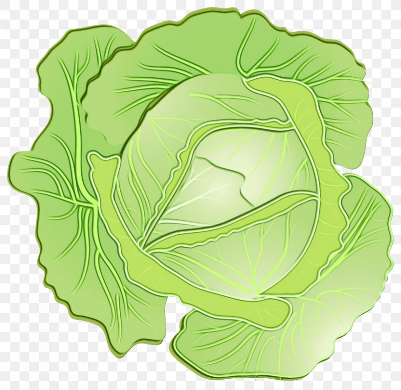 Green Leaf Background, PNG, 850x828px, Cabbage, Brassica, Cooking, Curly Kale, Flower Download Free