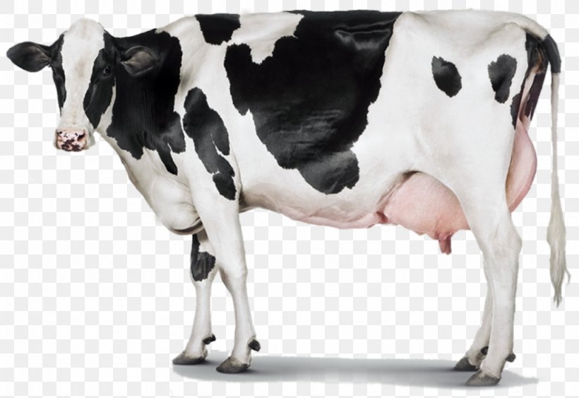 Holstein Friesian Cattle Milk Dairy Cattle Dairy Farming, PNG, 1024x704px, Holstein Friesian Cattle, Agriculture, Calf, Cattle, Cattle Like Mammal Download Free
