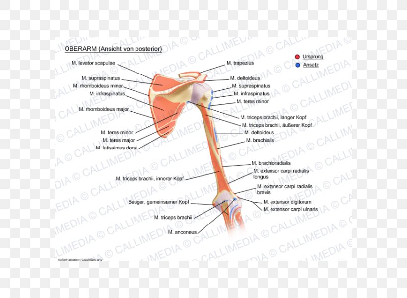 Joint Augšdelms Muscular System Arm Muscle, PNG, 600x600px, Watercolor, Cartoon, Flower, Frame, Heart Download Free