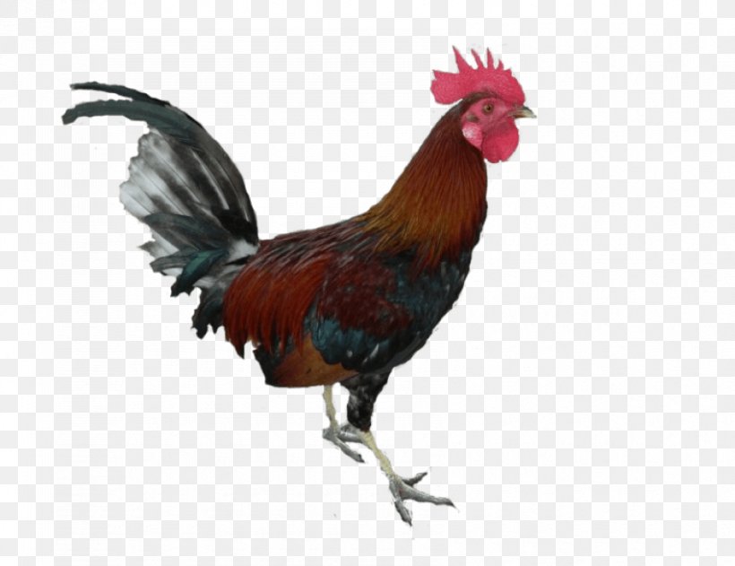 Rooster Chicken Clip Art, PNG, 850x655px, Rooster, Autocad Dxf, Beak, Bird, Chicken Download Free