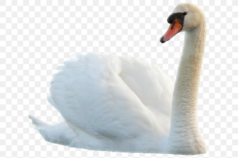 Swan Bird Duck, PNG, 650x544px, Swan, Beak, Bird, Blog, Duck Download Free