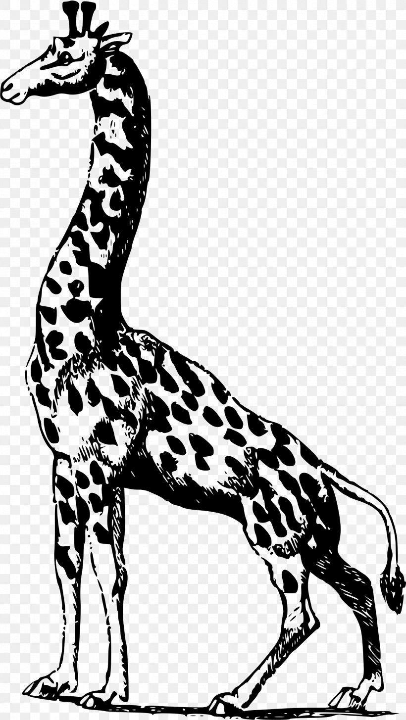 Africa Giraffe, PNG, 1352x2400px, Africa, Animal, Animal Figure, Black And White, Fauna Download Free