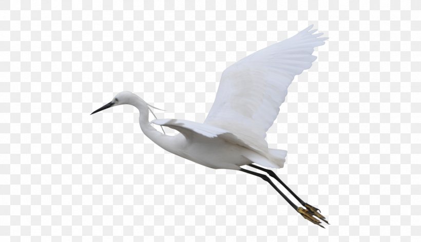 Bird Crane Flight, PNG, 1318x760px, Bird, Anatidae, Beak, Charadriiformes, Crane Download Free