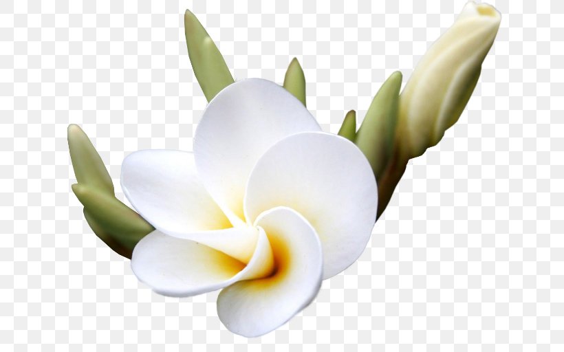Flower Digital Image Clip Art, PNG, 650x512px, Flower, Cut Flowers, Digital Image, Flowering Plant, Frangipani Download Free