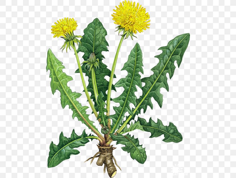 Dandelion Coffee Tea Root Chicory Health, PNG, 500x618px, Dandelion Coffee, Antioxidant, Chicory, Common Dandelion, Common Tansy Download Free