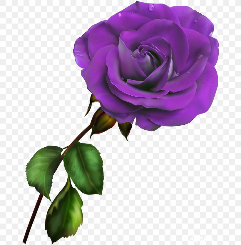 Garden Roses Blue Rose Rosa Gallica Clip Art, PNG, 670x833px, Garden Roses, Archive File, Blue Rose, Color, Cut Flowers Download Free