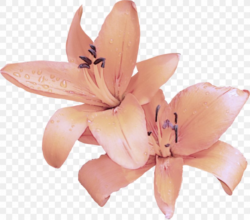 Pink Petal Lily Flower Plant, PNG, 954x838px, Pink, Amaryllis Belladonna, Flower, Lily, Lily Family Download Free