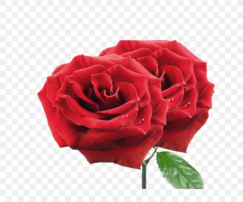 Rose, PNG, 771x681px, Rose, Cut Flowers, Drawing, Floribunda, Floristry Download Free