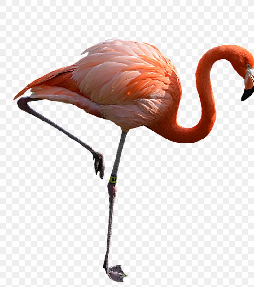 Water Bird Crane Beak Ibis, PNG, 1371x1552px, Bird, Beak, Crane, Crane Like Bird, Flamingo Download Free