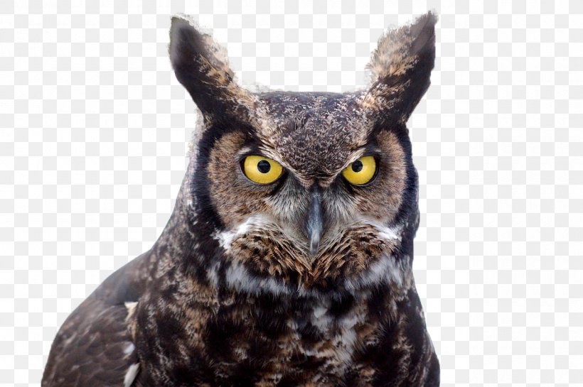 Bird Great Horned Owl Ear Tuft, PNG, 1280x851px, Bird, Beak, Bird Nest, Bird Of Prey, Ear Download Free