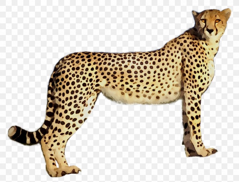 Cheetah Leopard Jaguar Cat Terrestrial Animal, PNG, 1360x1035px, Cheetah, African Leopard, Animal, Animal Figure, Big Cats Download Free