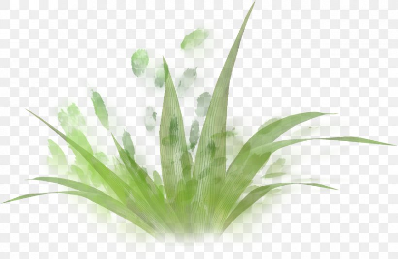 Painted Green Grass, PNG, 890x580px, Green, Aloe, Cartoon, Computer Graphics, Drawing Download Free