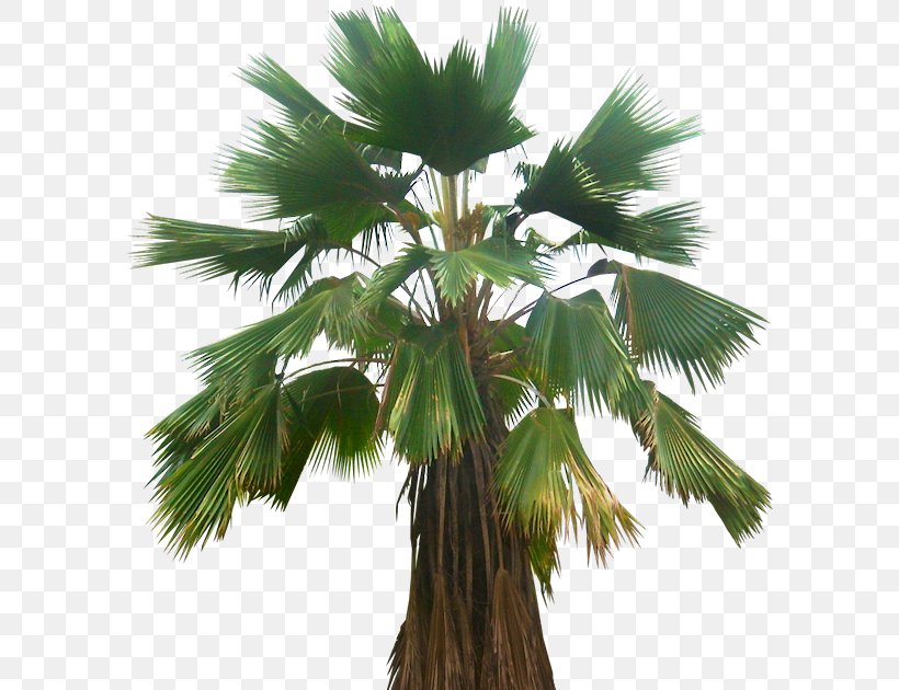 Asian Palmyra Palm Pritchardia Pacifica Babassu Arecaceae Plant, PNG, 598x630px, Asian Palmyra Palm, Acer Campestre, Arecaceae, Arecales, Attalea Speciosa Download Free