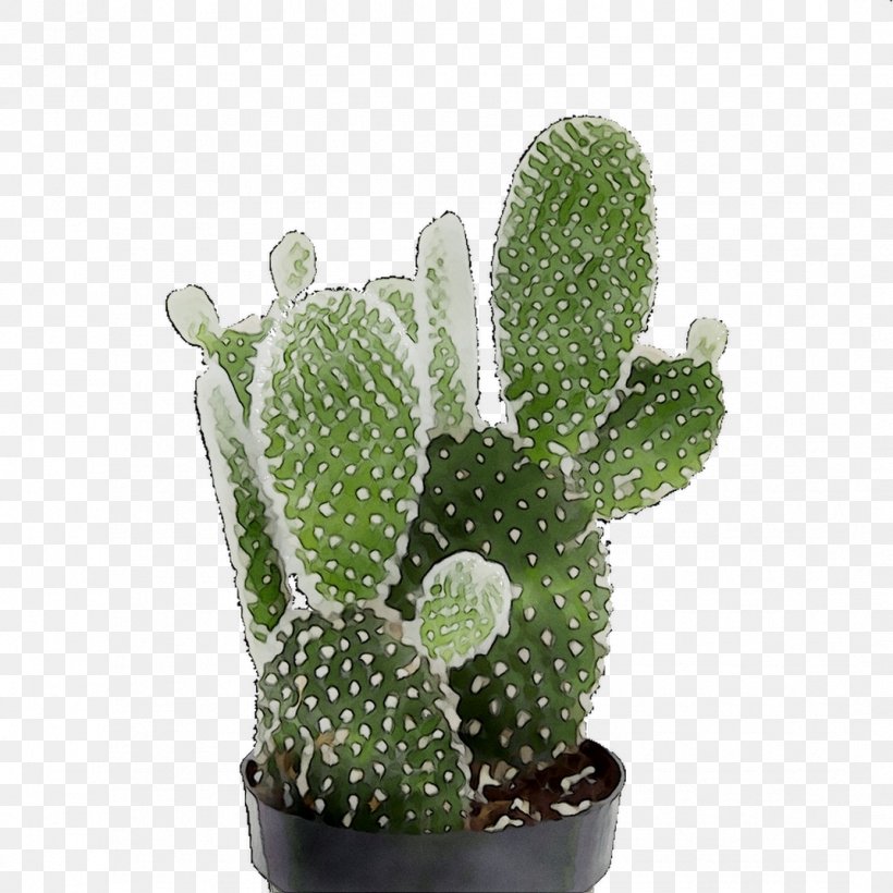Barbary Fig Eastern Prickly Pear Triangle Cactus Flowerpot Houseplant, PNG, 1071x1071px, Barbary Fig, Acanthocereus, Cactus, Caryophyllales, Eastern Prickly Pear Download Free
