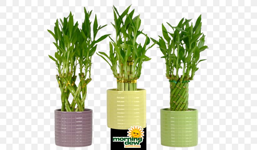 Lucky Bamboo Houseplant Flowerpot Tropical Woody Bamboos, PNG, 538x480px, Lucky Bamboo, Ceramic, Flowerpot, Garden, Grass Family Download Free