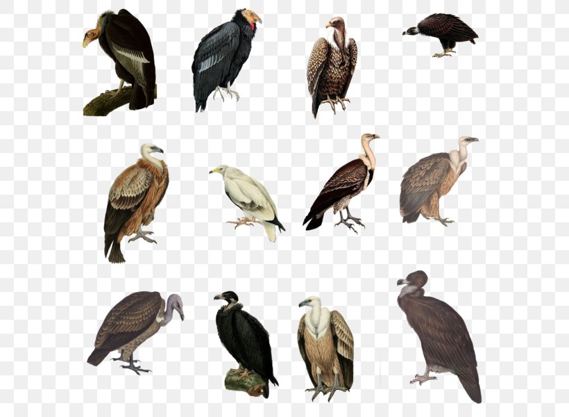 Vulture Bird Eagle, PNG, 600x600px, Vulture, Accipitriformes, Beak, Bird, Bird Of Prey Download Free