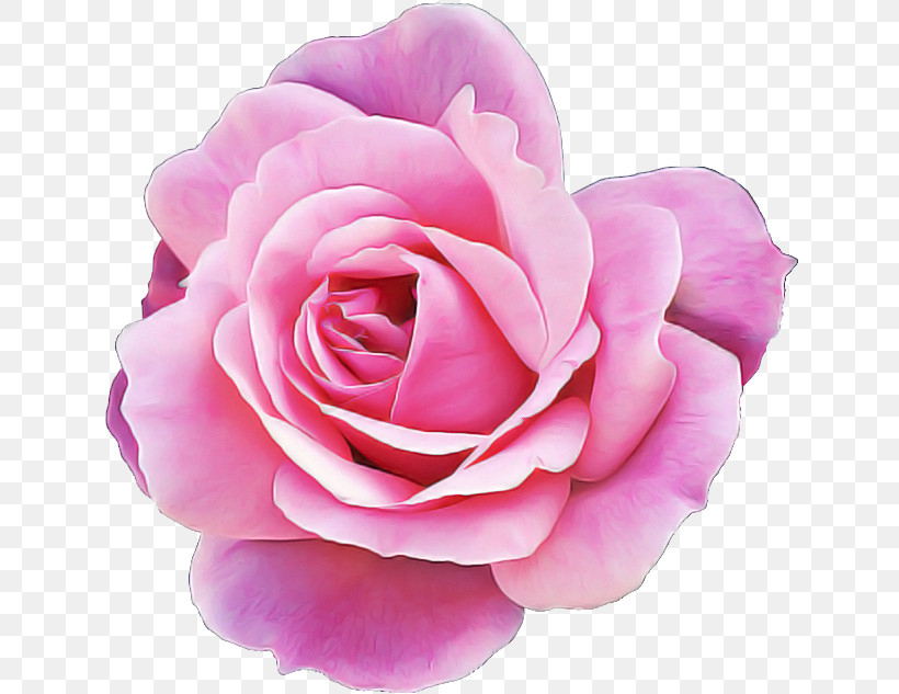 Garden Roses, PNG, 640x633px, Garden Roses, Floribunda, Flower, Hybrid Tea Rose, Petal Download Free