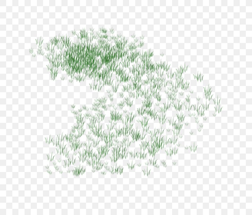 Grass Lawn Plant, PNG, 700x700px, Grass, Bamboo, Branch, Designer, Flora Download Free