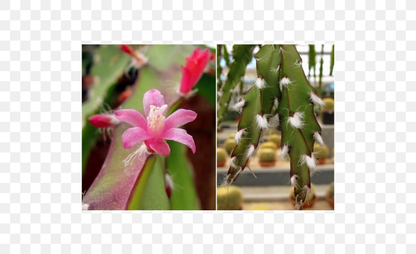 Rhipsalis Lepismium Cruciforme Succulent Plant Hatiora, PNG, 500x500px, Rhipsalis, Botanical Name, Botany, Cactaceae, Cactus Download Free