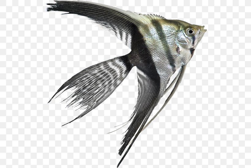 Freshwater Angelfish Aquarium Veiltail Manacapuru River, PNG, 533x550px, Freshwater Angelfish, Angelfish, Aquarium, Aquarium Fish, Bermuda Blue Angelfish Download Free