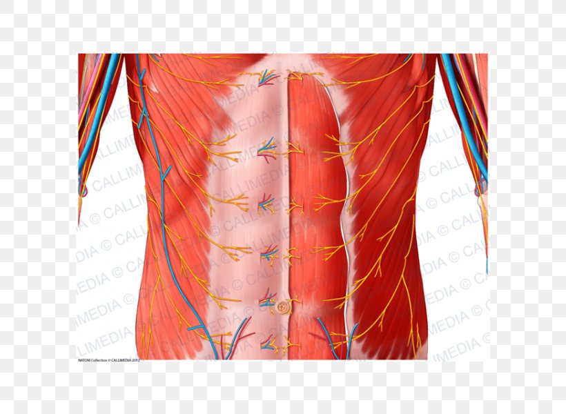 Hip Nerve Abdomen Blood Vessel Muscle, PNG, 600x600px, Watercolor, Cartoon, Flower, Frame, Heart Download Free