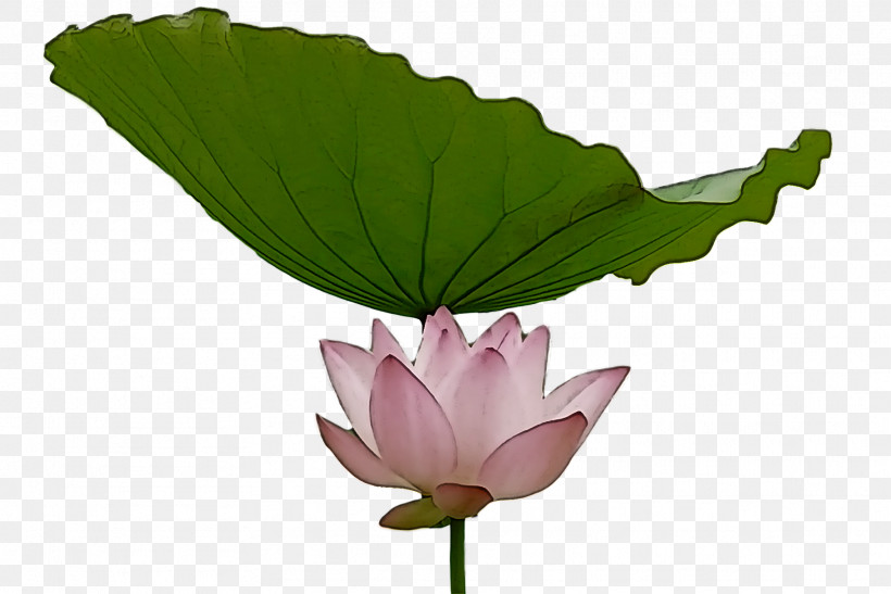 Lotus Flower Summer Flower, PNG, 1821x1215px, Lotus Flower, Biology, Branch, Egyptian Lotus, Floral Design Download Free