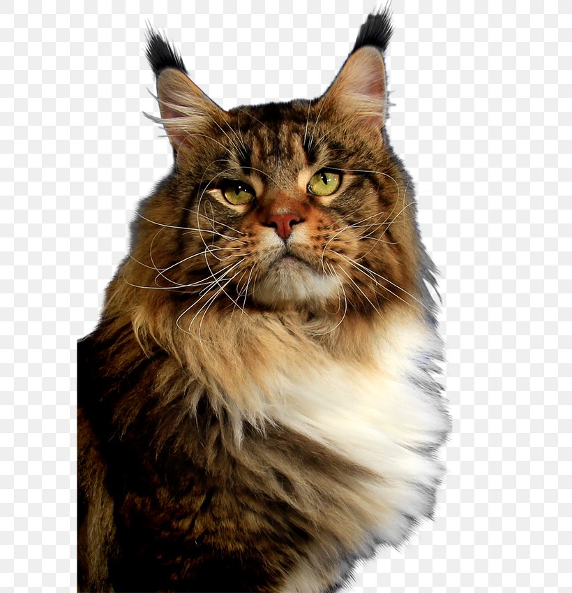 Maine Coon Whiskers Siberian Cat Norwegian Forest Cat Domestic Short-haired Cat, PNG, 600x849px, Maine Coon, Animal, Carnivoran, Cat, Cat Like Mammal Download Free