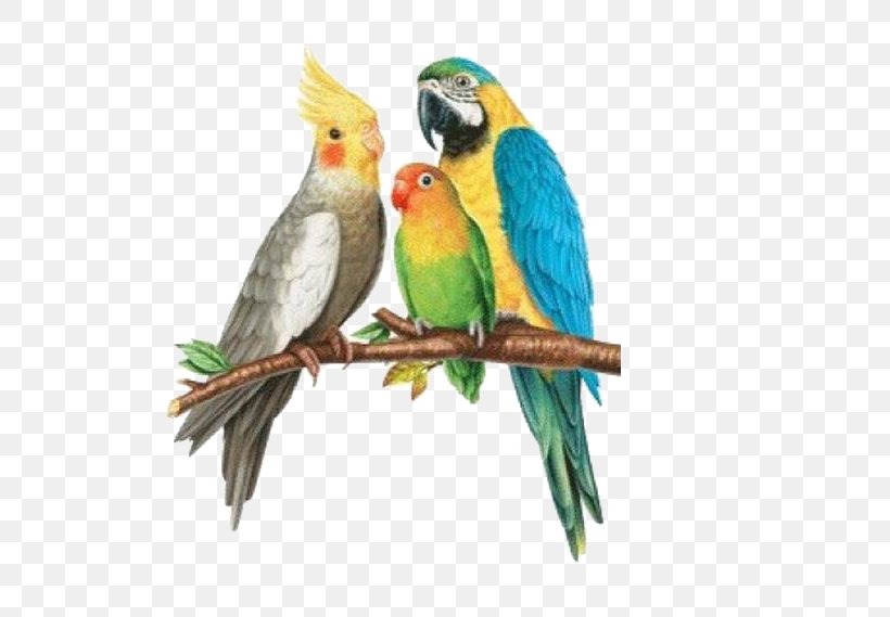 Rosy-faced Lovebird Parrots Budgerigar Cockatoo, PNG, 542x569px, Bird, Beak, Budgerigar, Cage, Cockatiel Download Free