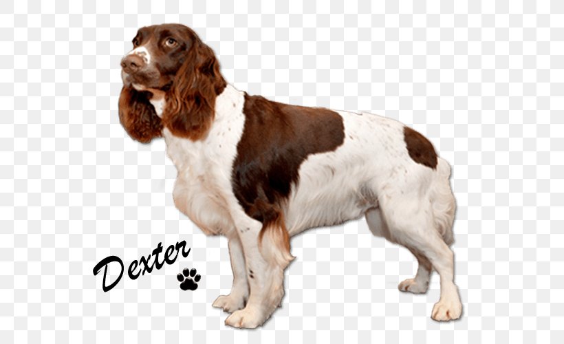 Welsh Springer Spaniel English Springer Spaniel Field Spaniel Drentse Patrijshond Sussex Spaniel, PNG, 600x500px, Welsh Springer Spaniel, Breed, Carnivoran, Companion Dog, Dog Download Free