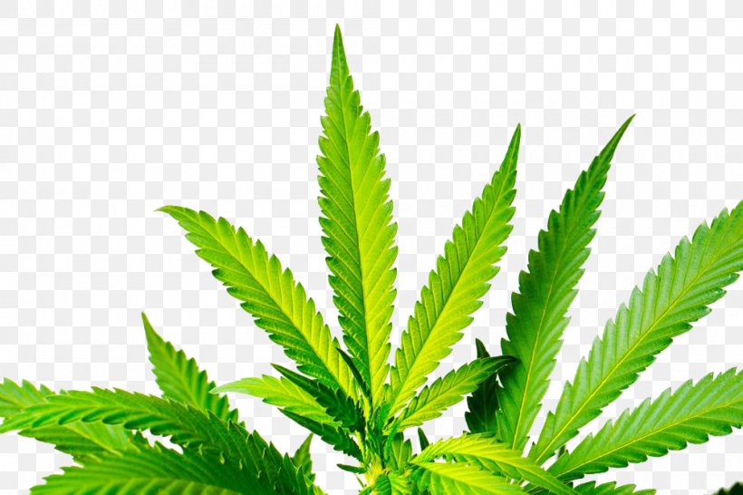 Cannabis Sativa Stock Photography, PNG, 1000x666px, Cannabis Sativa, Cannabis, Drug, Fotosearch, Grass Download Free