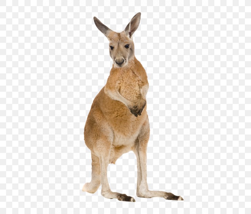 Red Kangaroo Wild Boar Macropods Poster, PNG, 700x700px, Red Kangaroo, Animal, Fauna, Game, Kangaroo Download Free