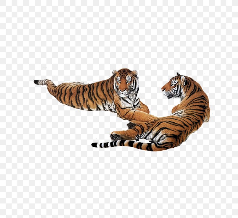 South China Tiger Siberian Tiger Google Images Download, PNG, 750x750px, South China Tiger, Animal, Animation, Big Cats, Carnivoran Download Free