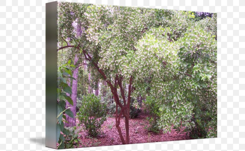 Staphylea Trifolia Imagekind Yard Shrub Staphylea Pinnata, PNG, 650x504px, Imagekind, Animal, Art, Com, Ecosystem Download Free
