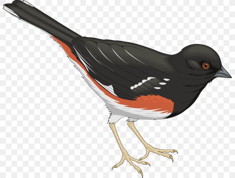 Bird Columbidae Swallow, PNG, 800x620px, Bird, Beak, Bird Atlas, Bird Feeders, Bird Flight Download Free
