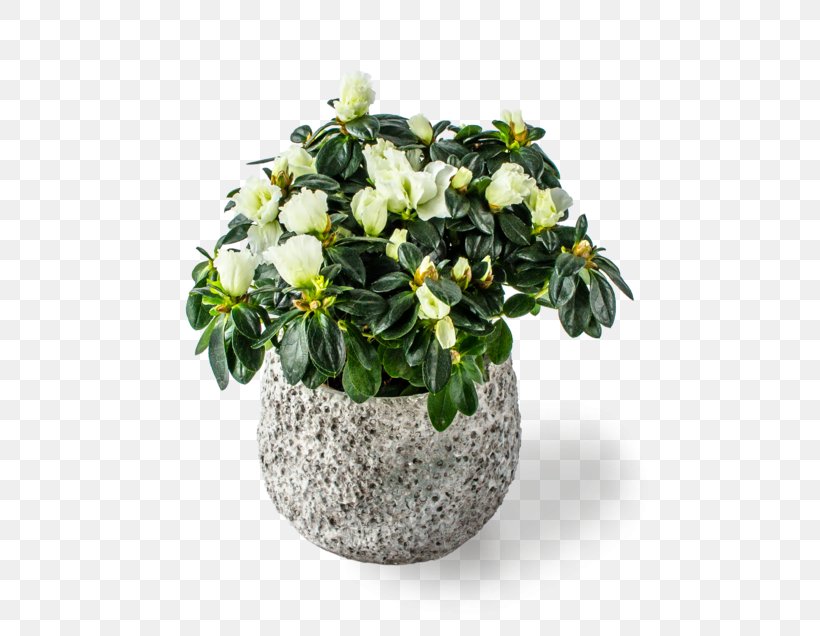 Cut Flowers Flowerpot Houseplant Flowering Plant, PNG, 636x636px, Cut Flowers, Flower, Flowering Plant, Flowerpot, Houseplant Download Free