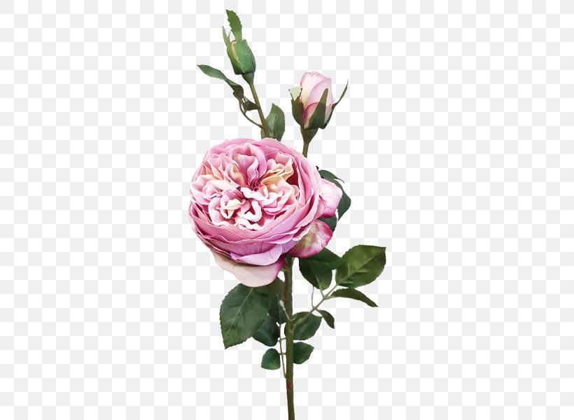 Garden Roses Cabbage Rose Floral Design Cut Flowers, PNG, 800x600px, Garden Roses, Artificial Flower, Cabbage Rose, Cut Flowers, Floral Design Download Free