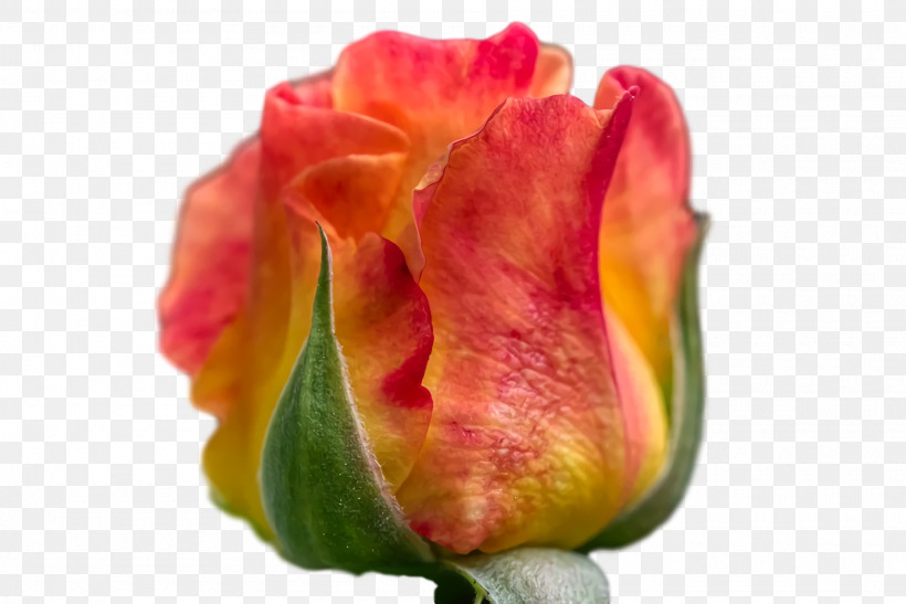 Garden Roses, PNG, 1920x1282px, Garden Roses, Closeup, Garden, Petal, Rose Download Free