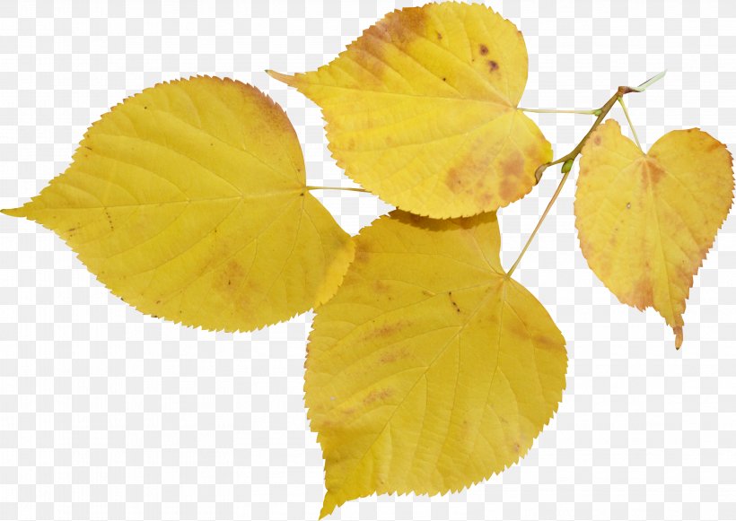 Leaf Tilia Cordata Bud Autumn Flower, PNG, 3158x2239px, Leaf, Autumn, Branch, Bud, Flower Download Free