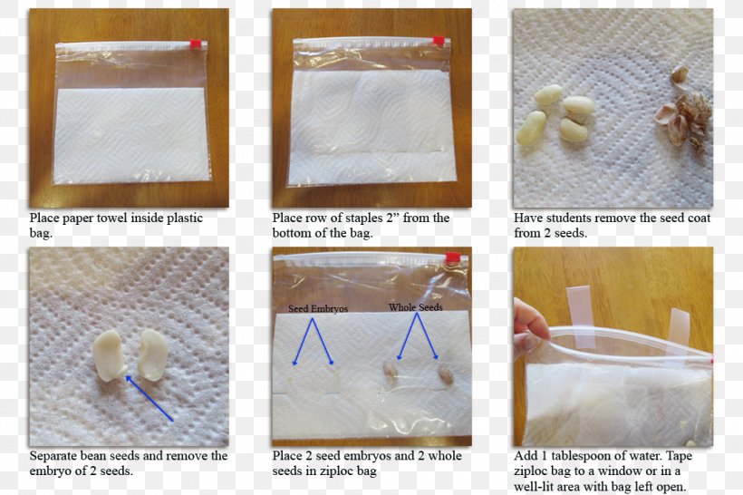 Plastic Bag Ziploc Paper Seed Germination, PNG, 1080x720px, Plastic Bag, Bag, Bean, Common Bean, Cotyledon Download Free