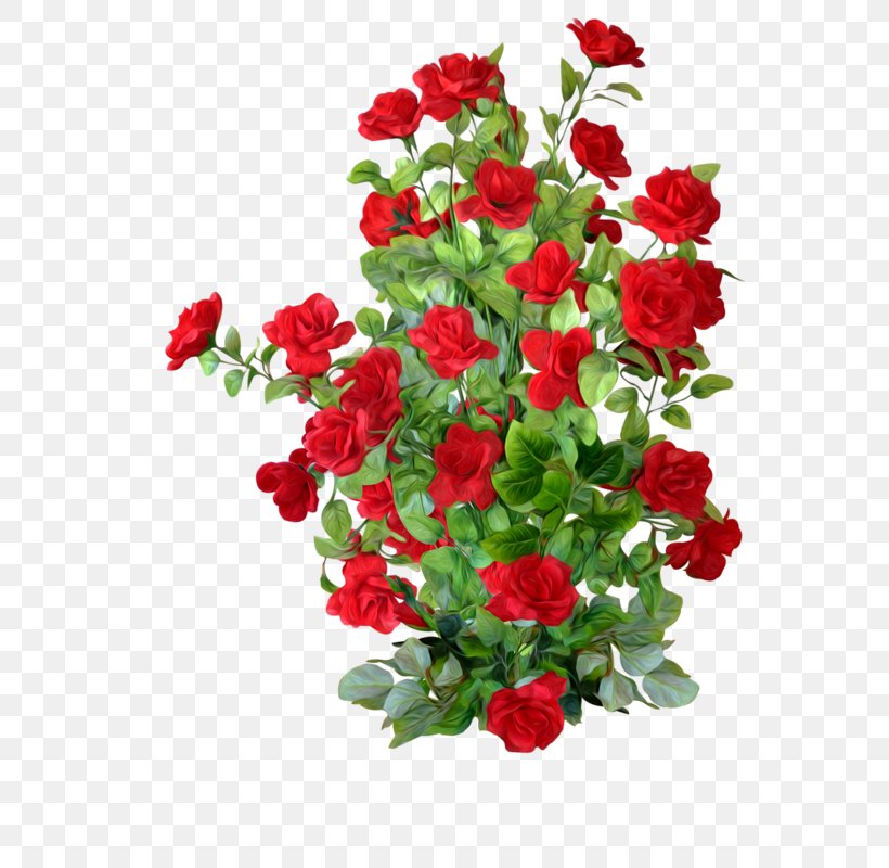 Shrub Plant Beach Rose Clip Art, PNG, 556x800px, Shrub, Annual Plant, Artificial Flower, Beach Rose, Carnation Download Free