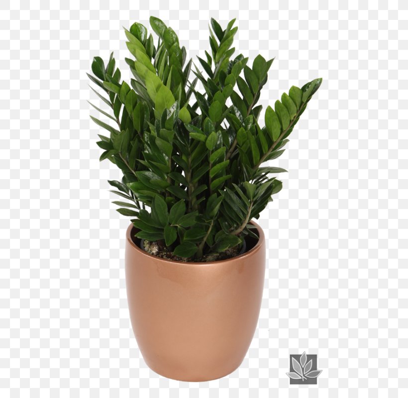 Zamioculcas Zamiifolia Indoor Plants Houseplant Natura, PNG, 522x800px, Zamioculcas Zamiifolia, Arums, Evergreen, Flowerpot, Houseplant Download Free