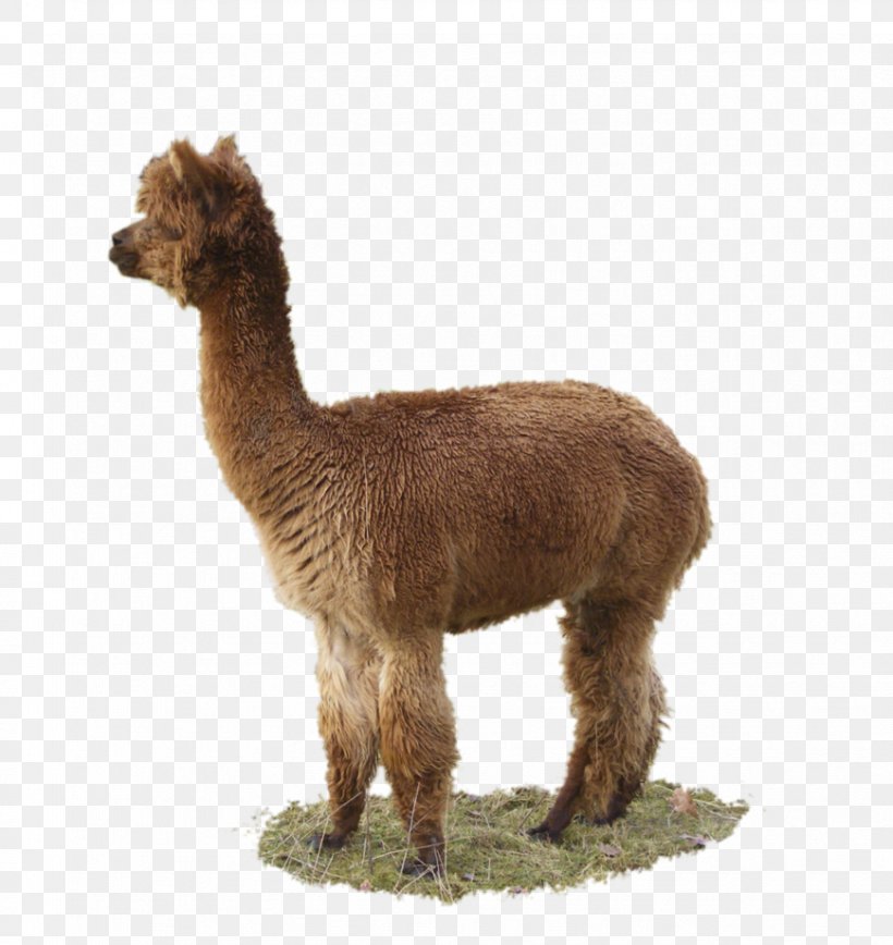 Alpaca Llama Vicuña Image, PNG, 869x920px, Alpaca, Art, Camel Like Mammal, Deviantart, Fauna Download Free