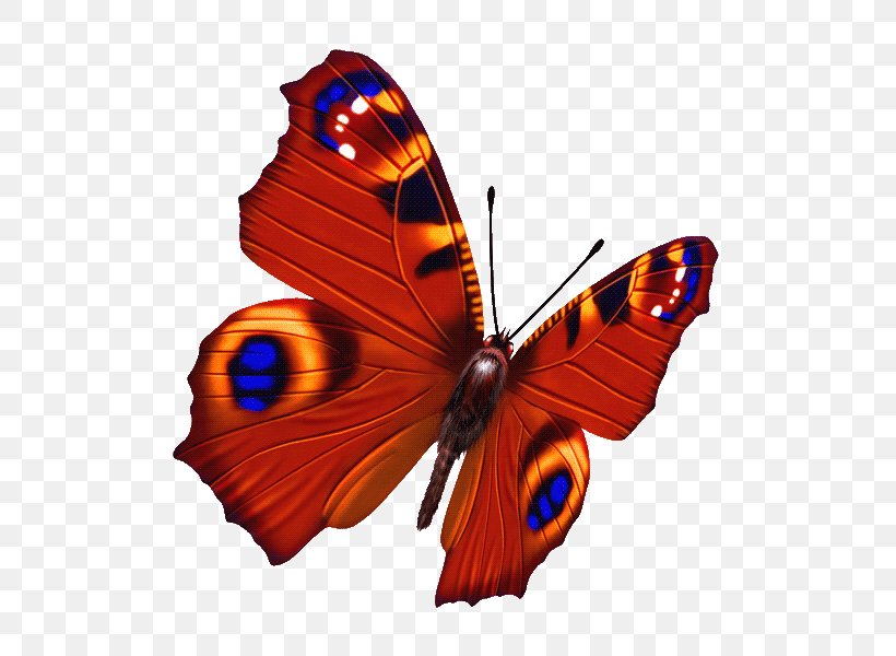 Butterfly Photography, PNG, 600x600px, Butterfly, Arthropod, Brush Footed Butterfly, Butterflies And Moths, Computer Graphics Download Free