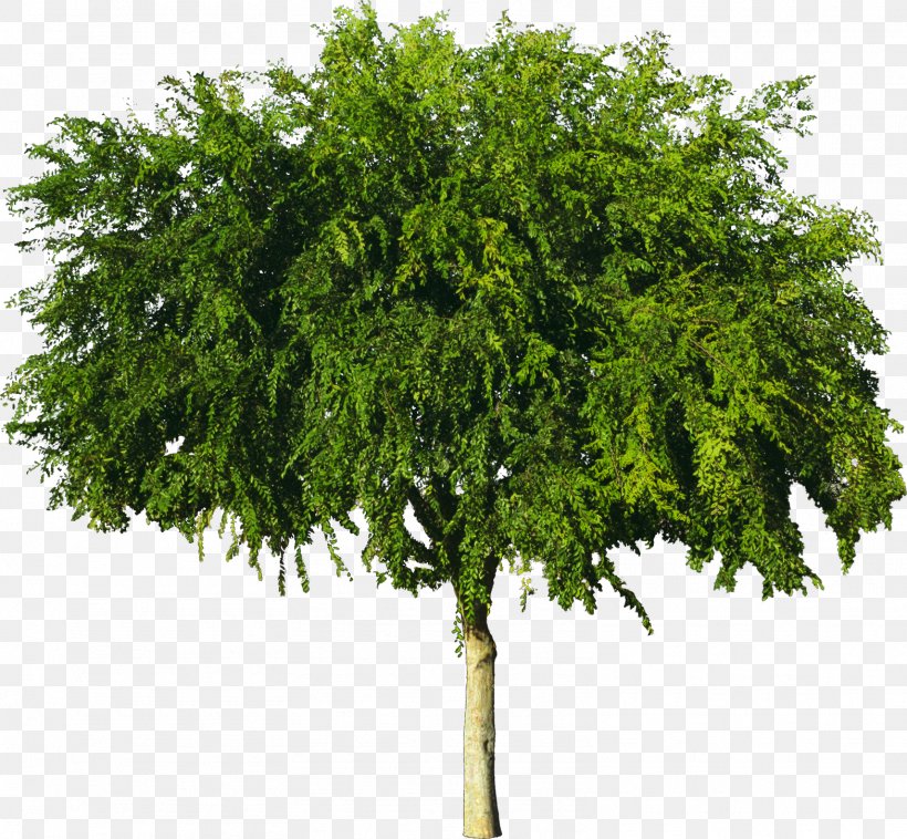 Tree American Sycamore Wood Plant, PNG, 1568x1450px, 3d Computer Graphics, Tree, American Sycamore, Branch, Computer Graphics Download Free