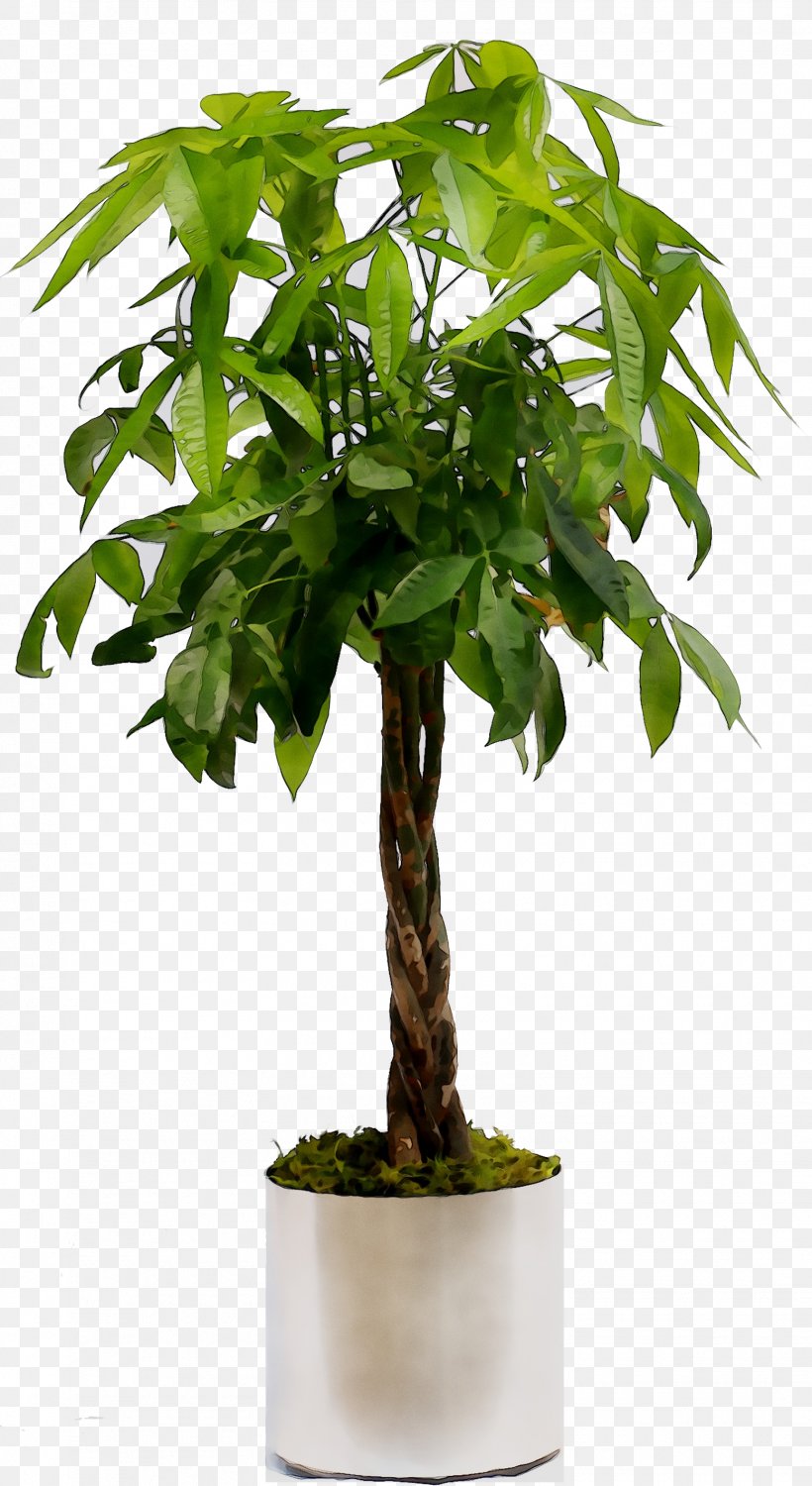 Weeping Fig Houseplant Tree Nearly Natural, Inc. Fiddle-leaf Fig, PNG, 1555x2846px, Weeping Fig, Balsam Fir, Fiddleleaf Fig, Fig Trees, Flower Download Free