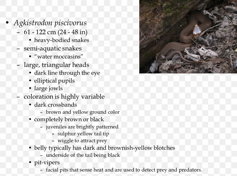 Mammal Cottonmouth Font, PNG, 1516x1124px, Mammal, Cottonmouth, Text, Tree Download Free