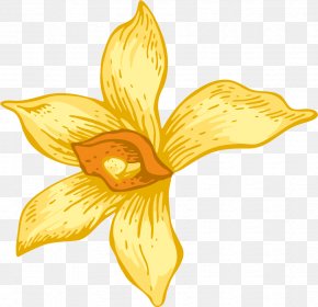 Yellow Color Clip Art, PNG, 693x565px, Yellow, Area, Color, Flower ...